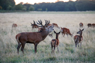 Herd of deer grazing at field