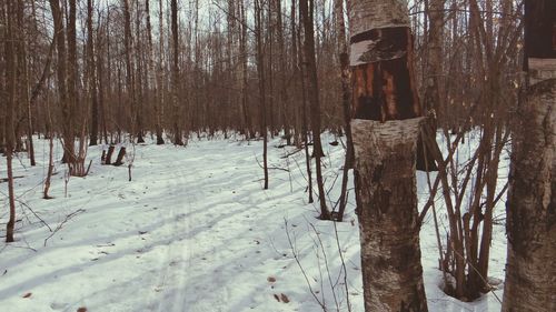 Snow covered trees in forest