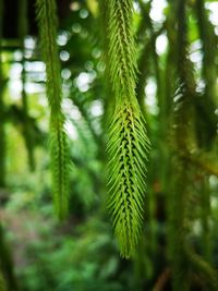 Close-up of pine tree