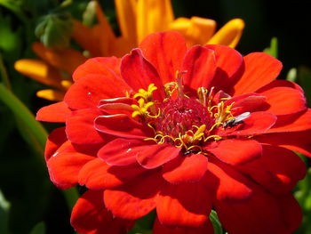 Close-up of red flowering plant