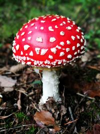 Close-up of fly agaric mushroom on field