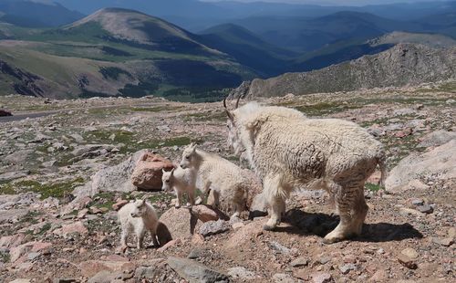 Landscape of mother and three baby mountain goats at 14,000 feet in colorado