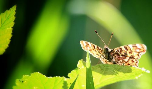 Butterfly perching on leaf