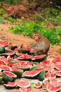 Monkey eating fruits