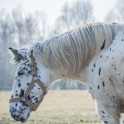 Close-up of an animal against blurred background