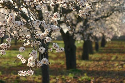 Bunch of pink flowers on tree