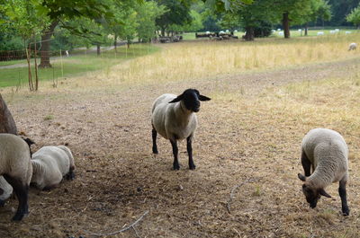 View of sheep on field