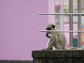 Monkey looking away while sitting on railing