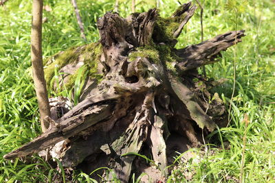 Dead tree on field in forest