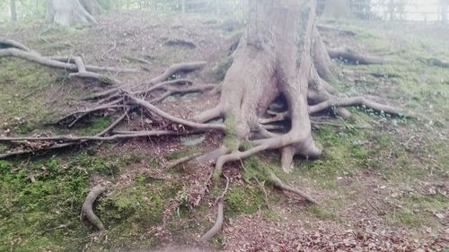 Monkey in a forest