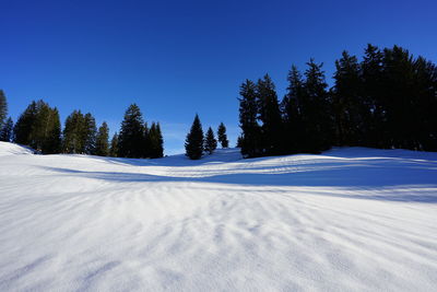 Trees on snow covered landscape against clear blue sky