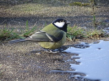 Side view of a bird on snow