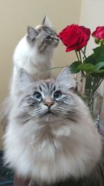 Close-up portrait of a cat