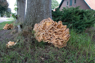 Close-up of mushroom growing on field