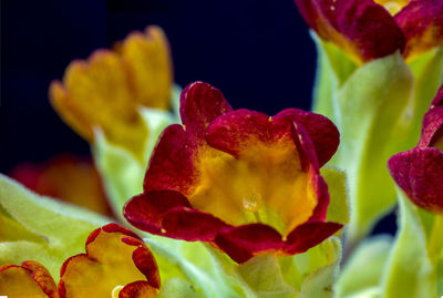 Close-up of red rose in black background