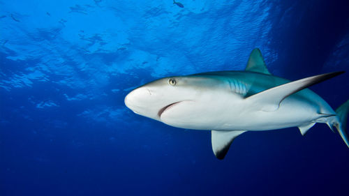 Caribbean reef shark in blue water