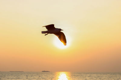 Seagull flying over sea against sky during sunset