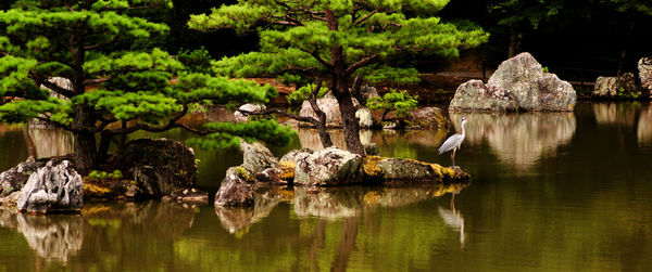 Birds on rock by trees