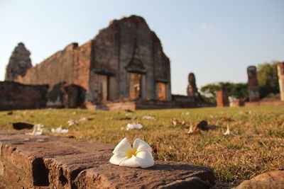Close-up of white flowers against built structure