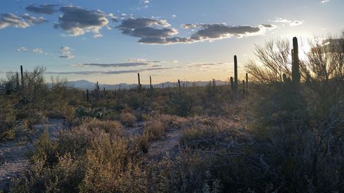 Scenic view of landscape against sky