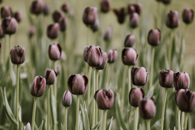 Close-up of flowering plants growing on field
