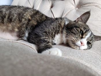 Close-up of cat resting on bed