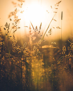 Scenic view of grassy field against sky during sunset