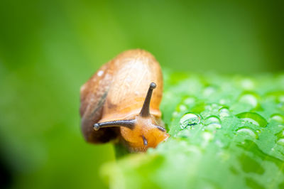 Close-up of snail on leaf