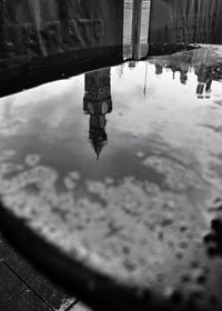 Reflection of trees in puddle