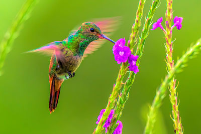 hummingbird