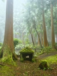Trees in forest