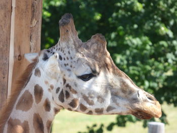 Close-up of giraffe against trees