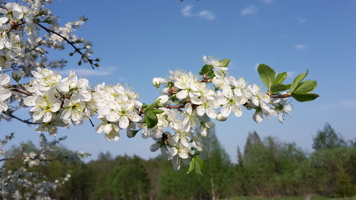 Low angle view of blackthorn blossoms in spring