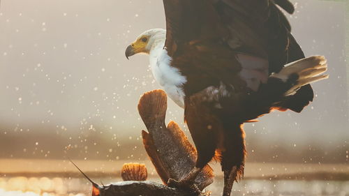 Close-up of bird perching on shore against sky