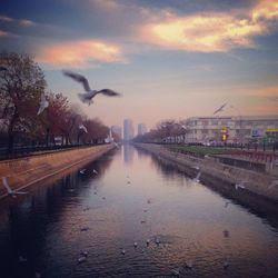 View of birds in water
