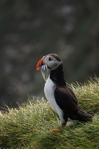 Close-up of a bird on field