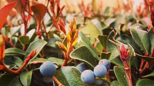 Close-up of plants