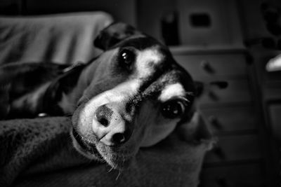 Close-up portrait of dog