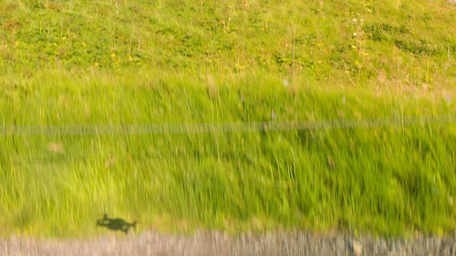 Full frame shot of grass on field