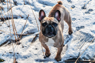 Portrait of a dog in snow