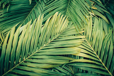 Close-up of palm tree leaves