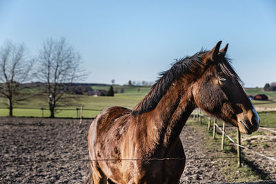 Horse standing in ranch