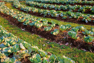 Lettuce plots outdoor during the morning time is sunny. health food