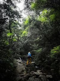 Rear view of man standing on rock in forest