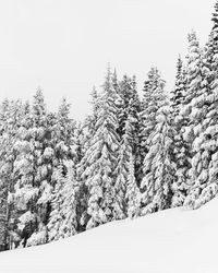 Snow covered pine trees in forest against sky