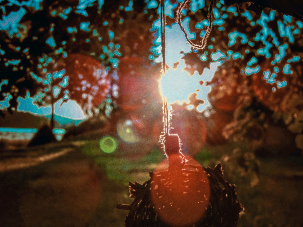 CLOSE-UP OF ILLUMINATED PLANT WITH REFLECTION OF TREES