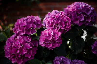 Close-up of pink hydrangea flowers