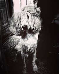 Portrait of a dog