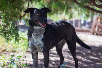 Black dog looking away