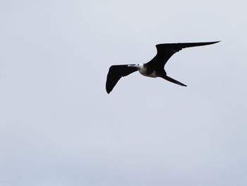 Low angle view of bird flying against clear sky